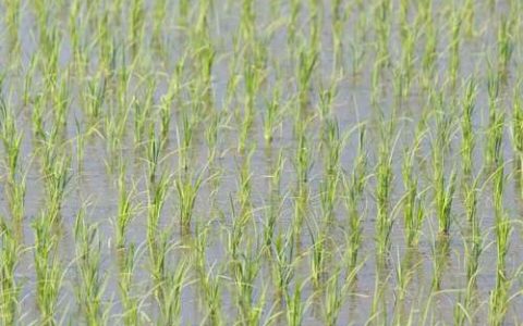 無(wú)人機(jī)水稻移栽田的除草方法