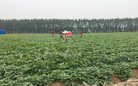 植保無人機紅薯地噴灑農(nóng)藥防治蟲害