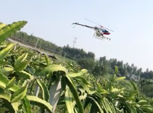 利用植保無(wú)人機(jī)防控火龍果病蟲害插圖 利用植保無(wú)人機(jī)防控火龍果病蟲害