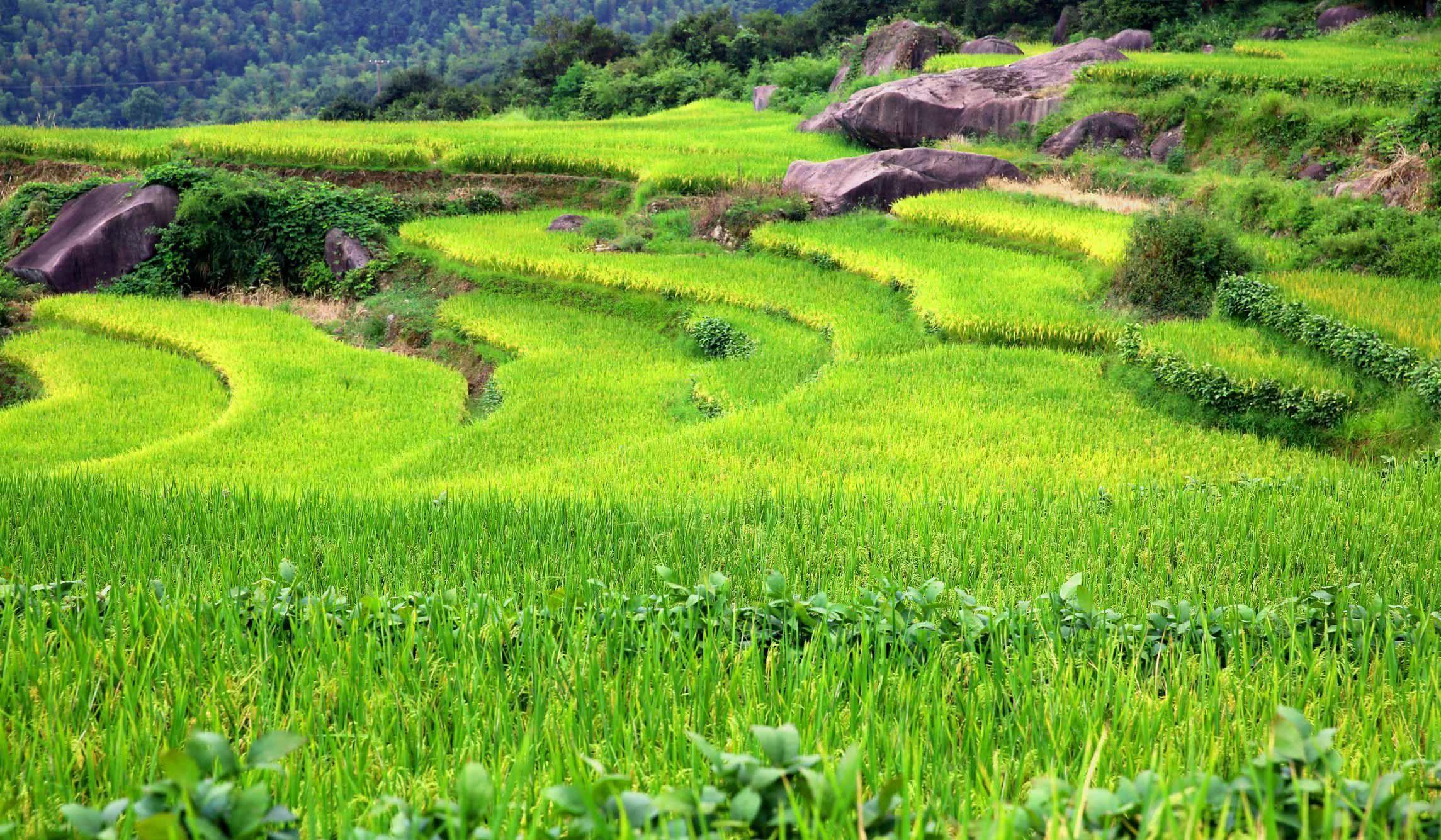 農(nóng)用植保無(wú)人機(jī)打藥行業(yè)前景如何插圖 農(nóng)用植保無(wú)人機(jī)打藥行業(yè)前景如何