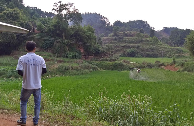 宜賓縣:植保無人機助力水稻統(tǒng)防統(tǒng)治插圖 宜賓縣:植保無人機助力水稻統(tǒng)防統(tǒng)治