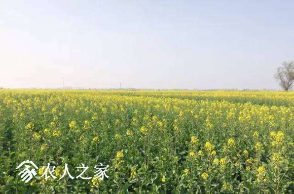 江西九江市大疆MG-1S油菜花飛防作業(yè)插圖 江西九江市大疆MG-1S油菜花飛防作業(yè)