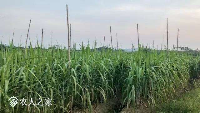 大疆打藥無人機用于MG-1S甘蔗飛防作業(yè)插圖 大疆打藥無人機用于MG-1S甘蔗飛防作業(yè)
