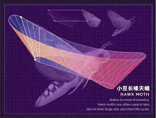 撲翼仿生飛行器發(fā)展進(jìn)展插圖29 撲翼仿生飛行器發(fā)展進(jìn)展