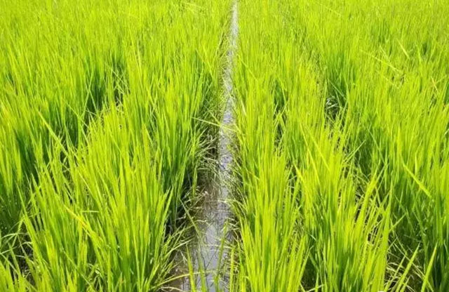 樺川縣植保無人機(jī)為水稻保駕護(hù)航插圖1 操控著植保無人機(jī)騰空而起
