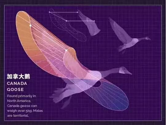 撲翼仿生飛行器發(fā)展進(jìn)展插圖31 撲翼仿生飛行器發(fā)展進(jìn)展