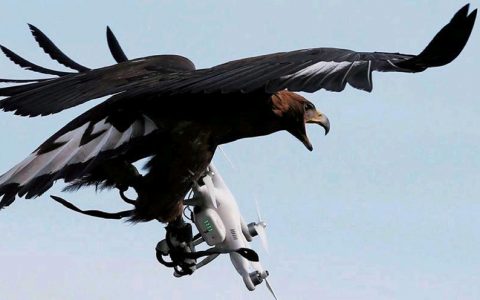 如何應(yīng)對無人機(jī)犯罪，無人機(jī)警探的興起