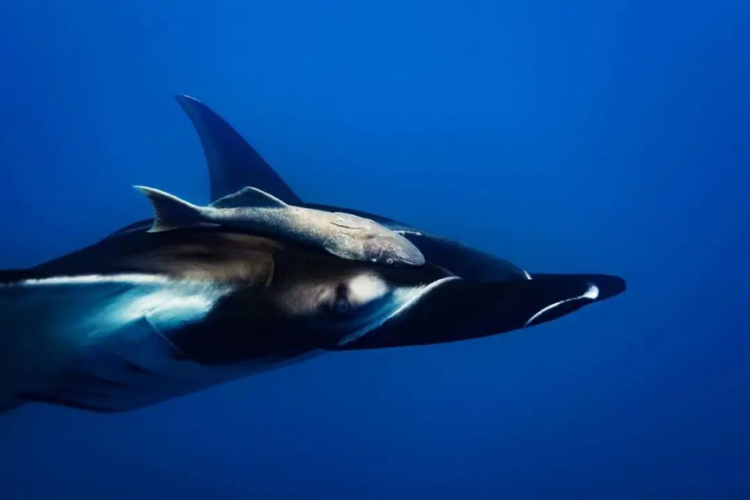無(wú)人機(jī)獲取附著力(能耗比空中飛行降低50倍)插圖1 圖片